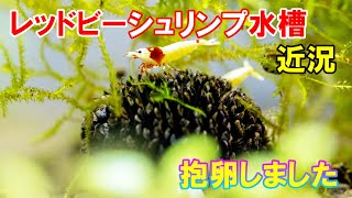 レッドビーシュリンプ水槽　近況・抱卵