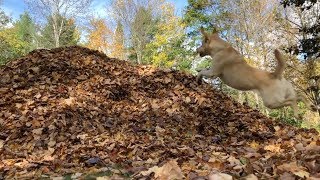 Stella's Best Leaf Pile Ball Retrievals