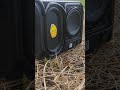 jbl go3 bass test  [no lfm mode]  100volume