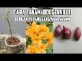 CARA TANAM STEK BOUGENVILLE || dengan perangsang akar alami