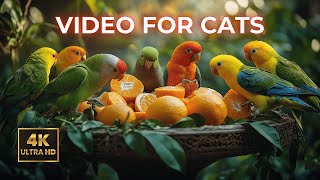 Cat TV for Cats | Nature Scenes & Wildlife Sounds They’ll Adore | Video for Cats to Watch