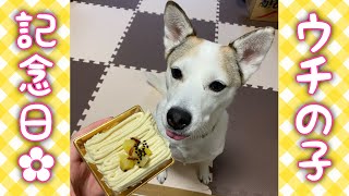 「うちの子記念日♪8周年」ケーキでお祝い／Happy 8th Adoptaversary!