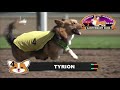 canterbury park corgi races 8 18 19 heats 1 6