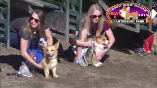 Canterbury Park Corgi Races 8-18-19 Heats 1-6