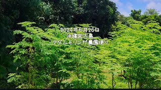 モリンガ農園2年目の夏！マダムモリンガ農園便り2024年６月号よ