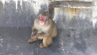 ニホンザル に餌やり体験 (函館市熱帯植物園) 2019年8月9日