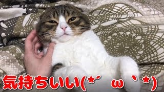 超リラックスZONE突入な猫【スコティッシュフォールド】【Scottish Fold】