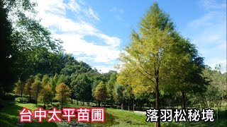 台中太平苗圃 | 落羽松秘境 | 小而美，景色怡人 | | 2022年11月1日【 43】