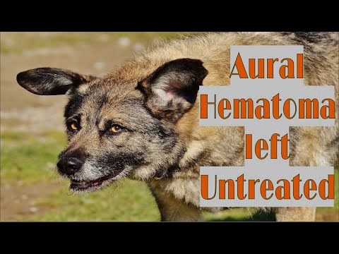 What happens if you leave a dog ear hematoma untreated?