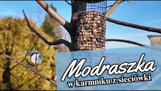 Modraszka zwyczajna - degustacja w nowym karmniku