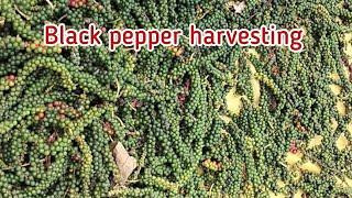 Black pepper harvsting#ಕರಿ ಮೆಣಸುಕಾಳು ಕೊಯ್ಲು