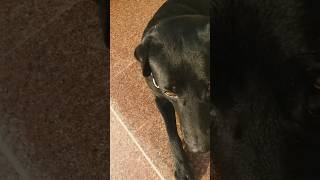 money diary ep.9 #dog #かわいい犬 #狗狗 #犬 #犬動画 #puppies #animals #可愛い