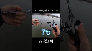 大江川の水温 2023.2.18 #大江川 #バス釣り #バスフィッシング #bassfishing #shortvideo #shorts