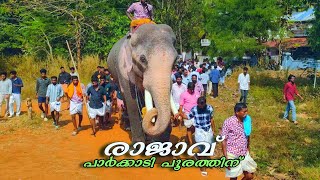 Thechikottukkav Ramachandran Parkadi pooram 2024തെച്ചിക്കോട്ടുകാവ് രാമചന്ദ്രൻ പാർക്കാടി പൂരത്തിന് 😍🔥