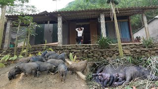 Living alone in the high mountains, Girl developed large herd of pigs