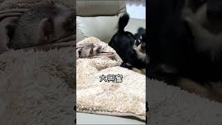 フェレットが好きすぎて自分を抑えられない子犬 #shorts