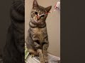 【保護猫】わたしにもハイチュウちょうだい…そこでいいの？w 子猫 かわいい 保護猫 猫のいる暮らし cat shorts