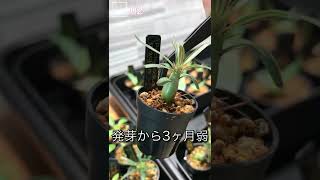 【今日の塊根】Pachypodium gracilius パキポディウム・グラキリス【実生記録02】