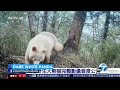 video captures what is believed to be the only white panda in the world