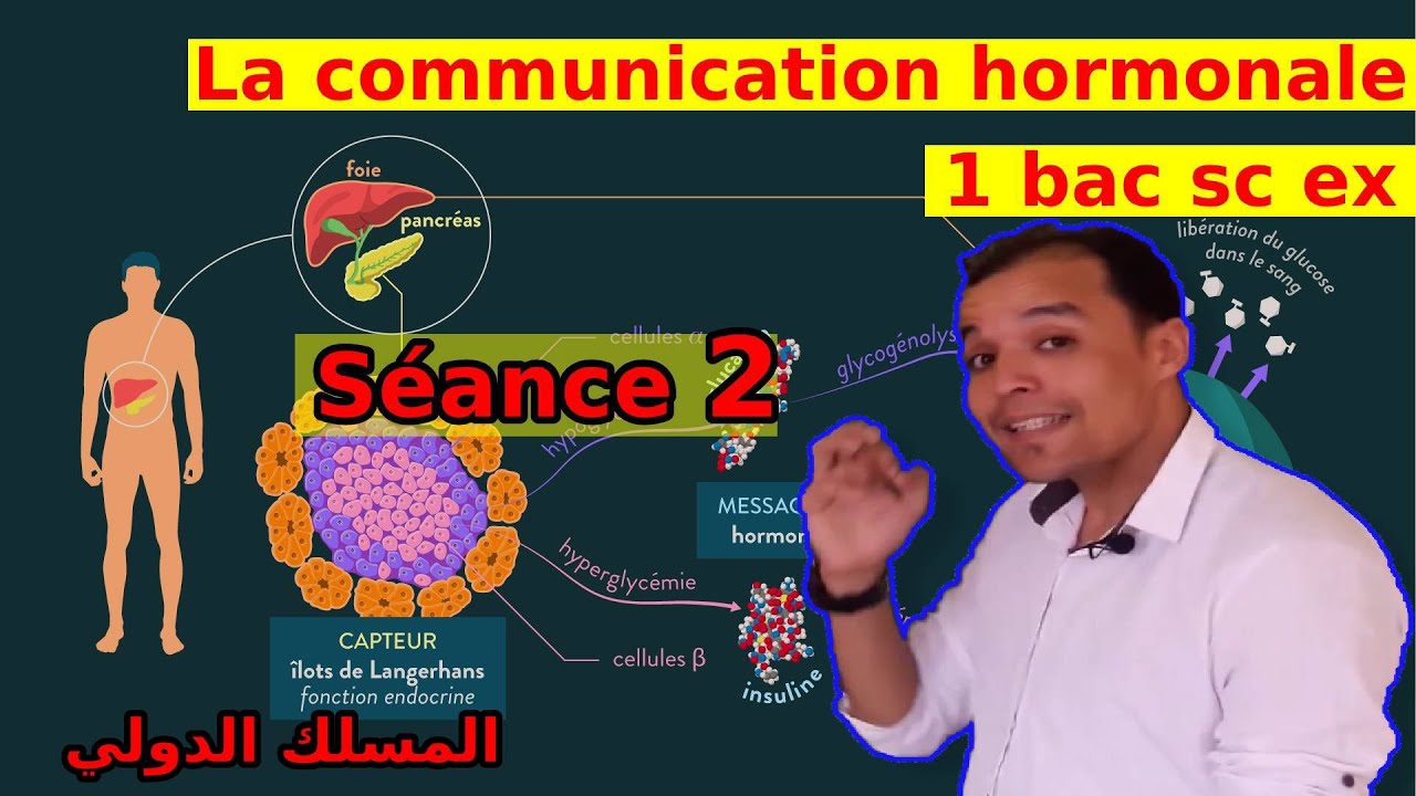 1bac Sc Ex Communication Hormonale: Régulation De La Glycémie Séance: 2 ...