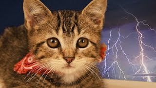 How to Prepare a Pet for Disaster