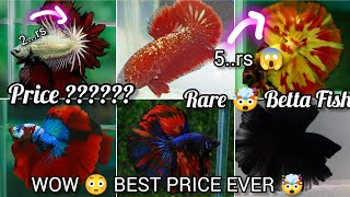 EXOTIC BETTA FISH CATLOGUE | THAILAND BETTA \u0026 INDONESIA BETTA FISH