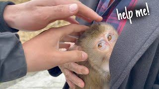 Lambo Monkey's Daily Life and the Story of His Loyal Fans