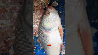 Big KATLA fish in fish market || Katla fish || Katol fish  #shorts