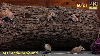 Cat TV mouse hide \u0026 seek, Jumping, running and Squeaking through wooden holes with real sound