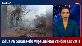 Oğuz və Qəbələ meşələrində yanğın baş verib - BAKU TV