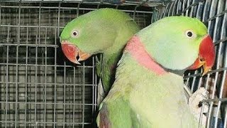 Alexandarian parrot (Nahaka Sua) male female difference information in ODIA