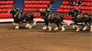 2016 Royal Manitoba Winter Fair - Wednesday, March 30 -  Six Horse Tandem