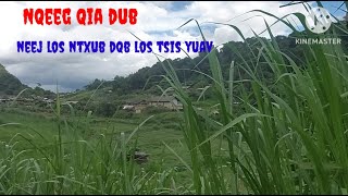 Neeg qia dub, Neej los ntxub dab los tsis kam yuav 4-6-2024