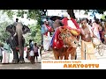 ആനയൂട്ട് ഓച്ചിറ പരബ്രഹ്മ ക്ഷേത്രം | AANAYOOTTU @ OACHIRA PARABRAHMA TEMPLE | #viralvideo #elephant