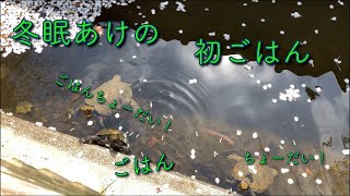 イシガメの日常【#013】冬眠あけの初エサやり。　冬眠ボケでエサを忘れたカメたちの日常です。