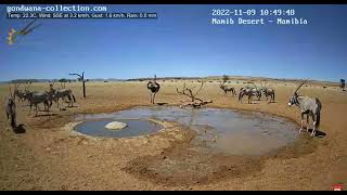 Namib sivatag, Afrika    Ostrich \u0026 Antelope  2022.11.09.