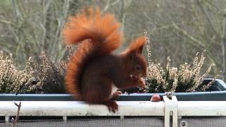 Unser Eichhörnchen (Thundernut) bei Sturm auf unserem Balkon