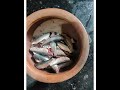 Sardine fish curry(mathi)      Music: New Horizonssician: Rafael Krux