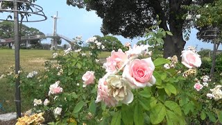 【真夏、駕与丁公園】薔薇はドライフラワー？水鳥、陸鳥等に出会う【散歩風景総合編】Kayoicho Park Roses are dried flowers　Walk scenery synthesis