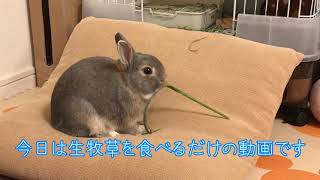 生牧草をもぐもぐと食べるビートくんの様子がかわいい笑