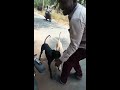 dog training part 3 சிப்பிப்பாறை நாயிடம் இருந்து பந்தை தட்டி செல்லும் கன்னி நாய்