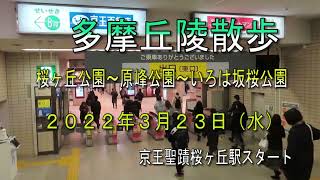 多摩丘陵散歩　桜ヶ丘公園～原峰公園～いろは坂桜公園　2022年3月23日（水）