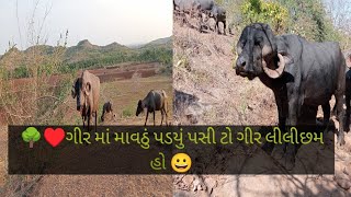 🌳હાલો ફરી પાસા ગીર મા મોજ કરવા😀🌳@RajbhaGadhvi #youtube @dantabhaiahir