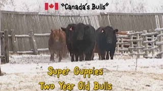 Super Guppie | Red Angus x Gelbvieh | Bulls For Sale in Saskatchewan in 2016