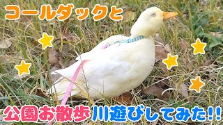 【しらたま】コールダックと公園お散歩＆川遊びしてみたら・・【Call duck walking in the park】