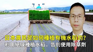 日本農民是如何種植有機水稻的？利用紙膜種植水稻，徹底告別使用除草劑！