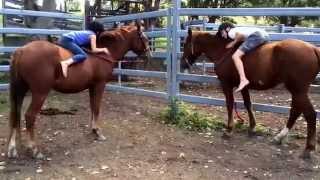 Australia's wild brumbies are the best!