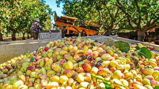 Technology Of Cultivation And Harvest Of Pistachios In The US