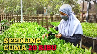 PROMO ANGGREK SEEDLING MIX ID, MURAH, HIJAU DAN SEGER CUMA 20 RIBU PER POT LO. #TIPSDANPROMO