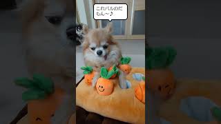 【盲目犬】はじめての行動#shorts#チワワ#にんじん犬オモチャ#盲目犬